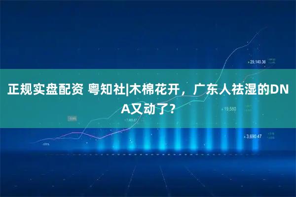 正规实盘配资 粤知社|木棉花开，广东人祛湿的DNA又动了？